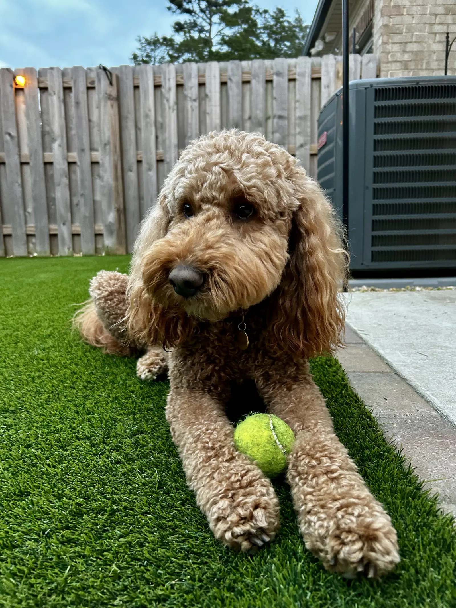 Pet turf for dogs